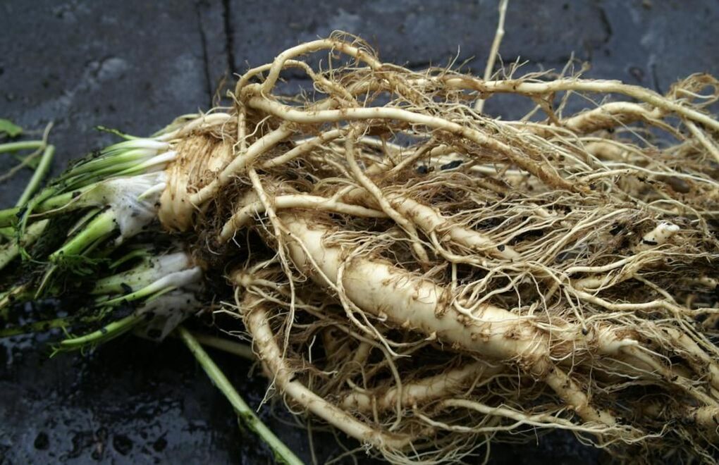 Horse root against fungus